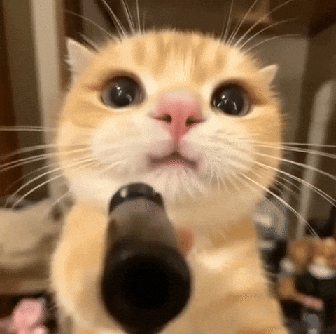 A Cat That Has a Gun